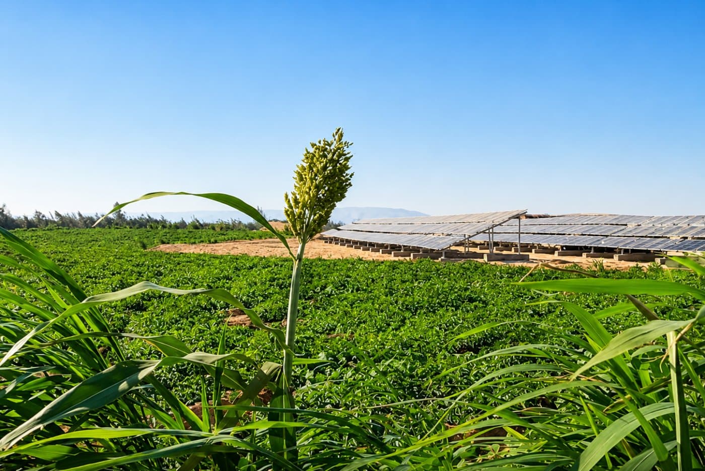 حدائق إسنا الجديدة
